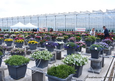 De showtuin van Beekenkamp waar de bezoekers hun eigen stem mochten uitbrengen welke ze het mooiste vonden.